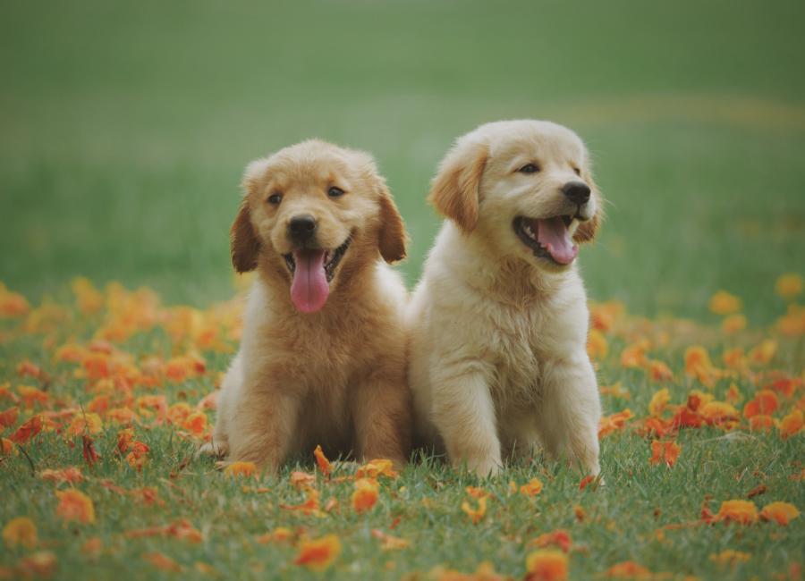 Golden Retriever