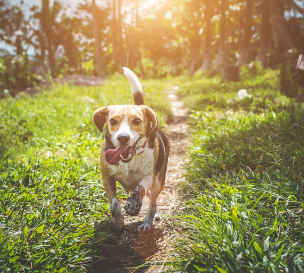 Turn Pet Transport Into Consistent Income
